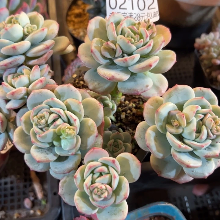 幸运的人是我自己吧我