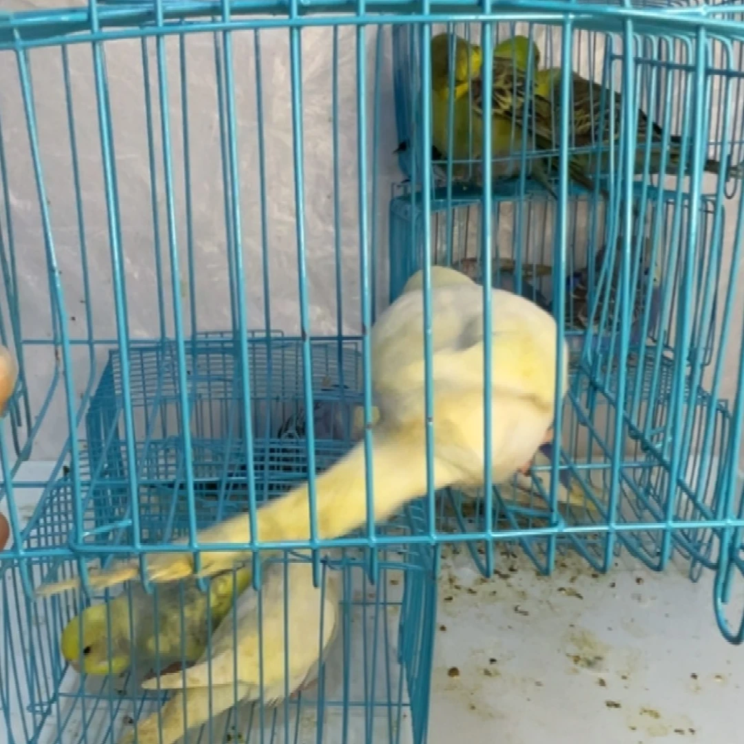 虎皮鹦鹉可爱小鹦鹉