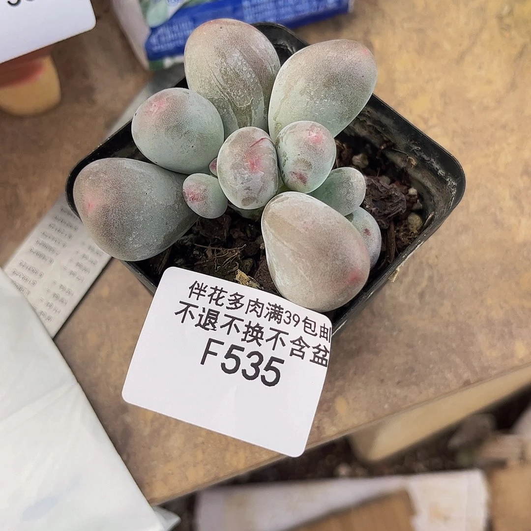 墩***墩535-米可奶多肉4cm
