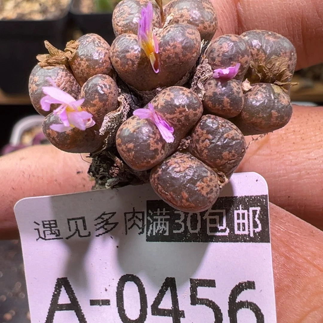 多肉植物11111111111