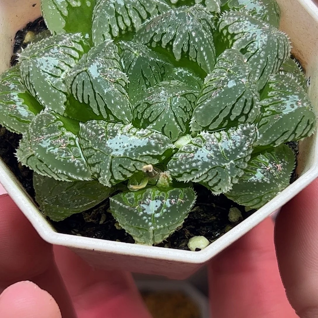 冰玉母本十二卷多肉植物