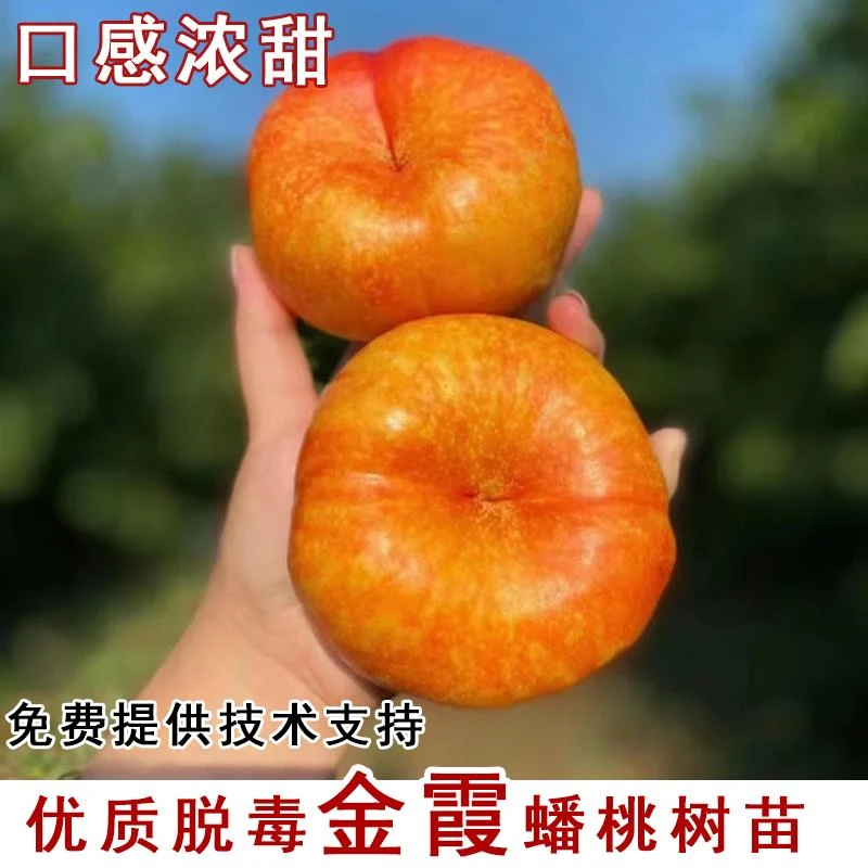 嫁接金霞油蟠桃树苗7月成熟早熟脆甜黄金蟠桃苗南北种植当年结果