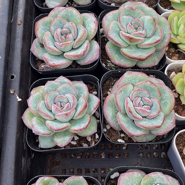 6.5方大泡芙带盆土发