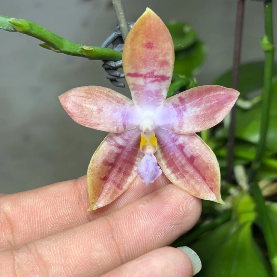 完全开放l009三寸盈收三号双苗