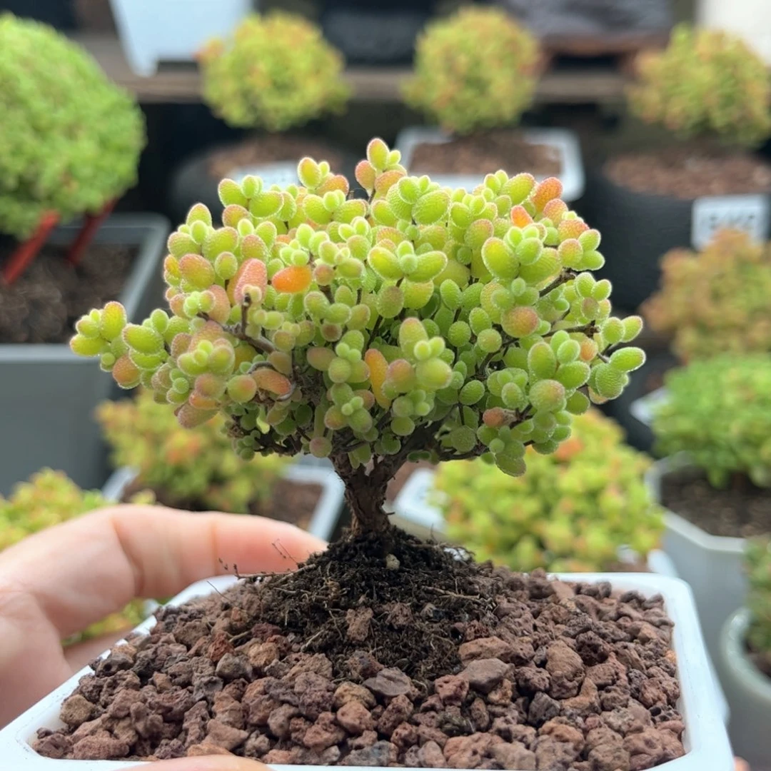 无花朵832蜜桔可爱多肉