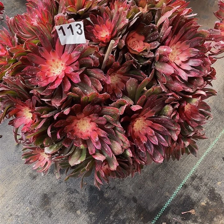 芳****旧多肉法师113号冰激凌发货