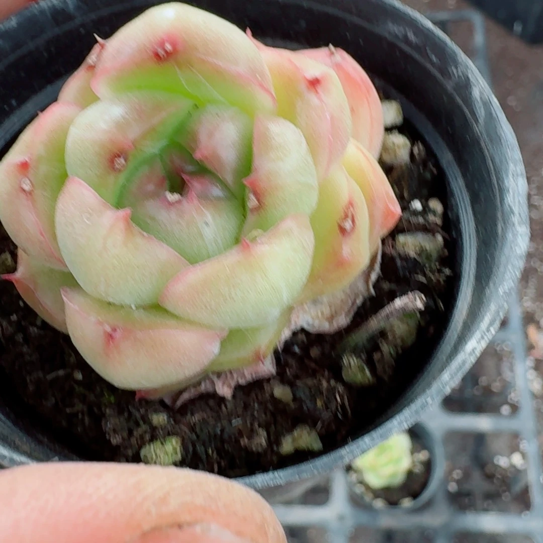 多肉杂交一物一拍6-118