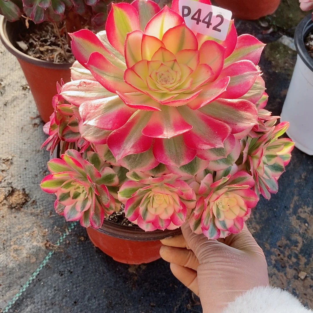 红陶淄****生442倾城5冠16