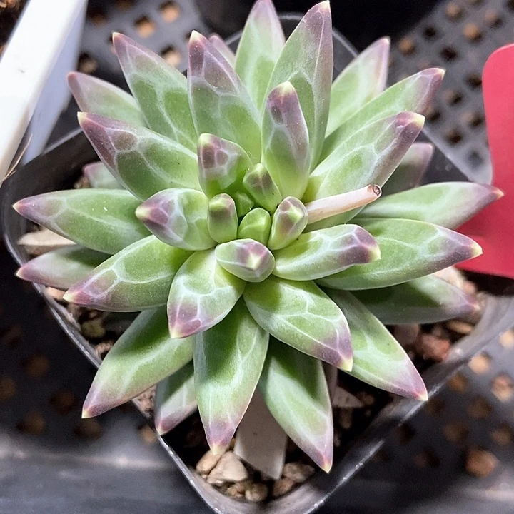 多肉植物梵高美人