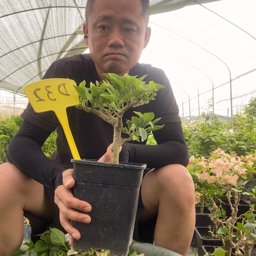 无花朵三角梅卡亚塔D32
