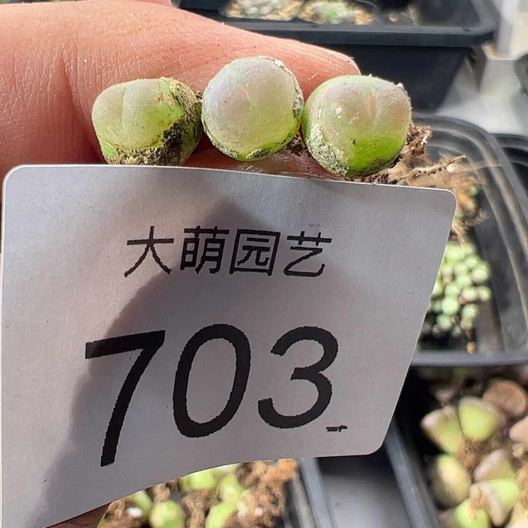 一物一拍默认微瑕。 703