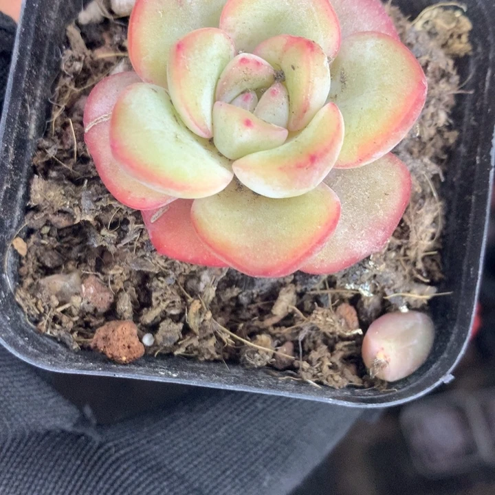 泡芙  （满9.99包邮不满9.99发空盆）