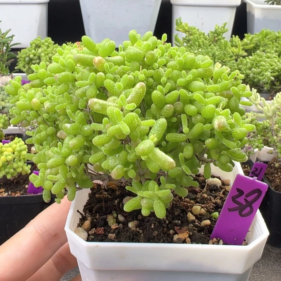 38号蜜橘悬崖桩一物一拍