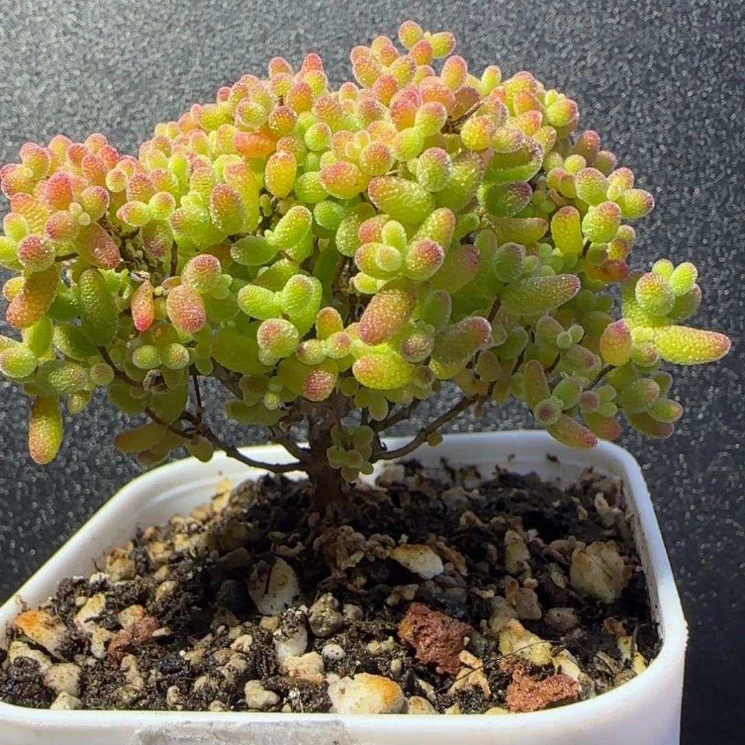 dy1101精控蜜橘糖球直杆