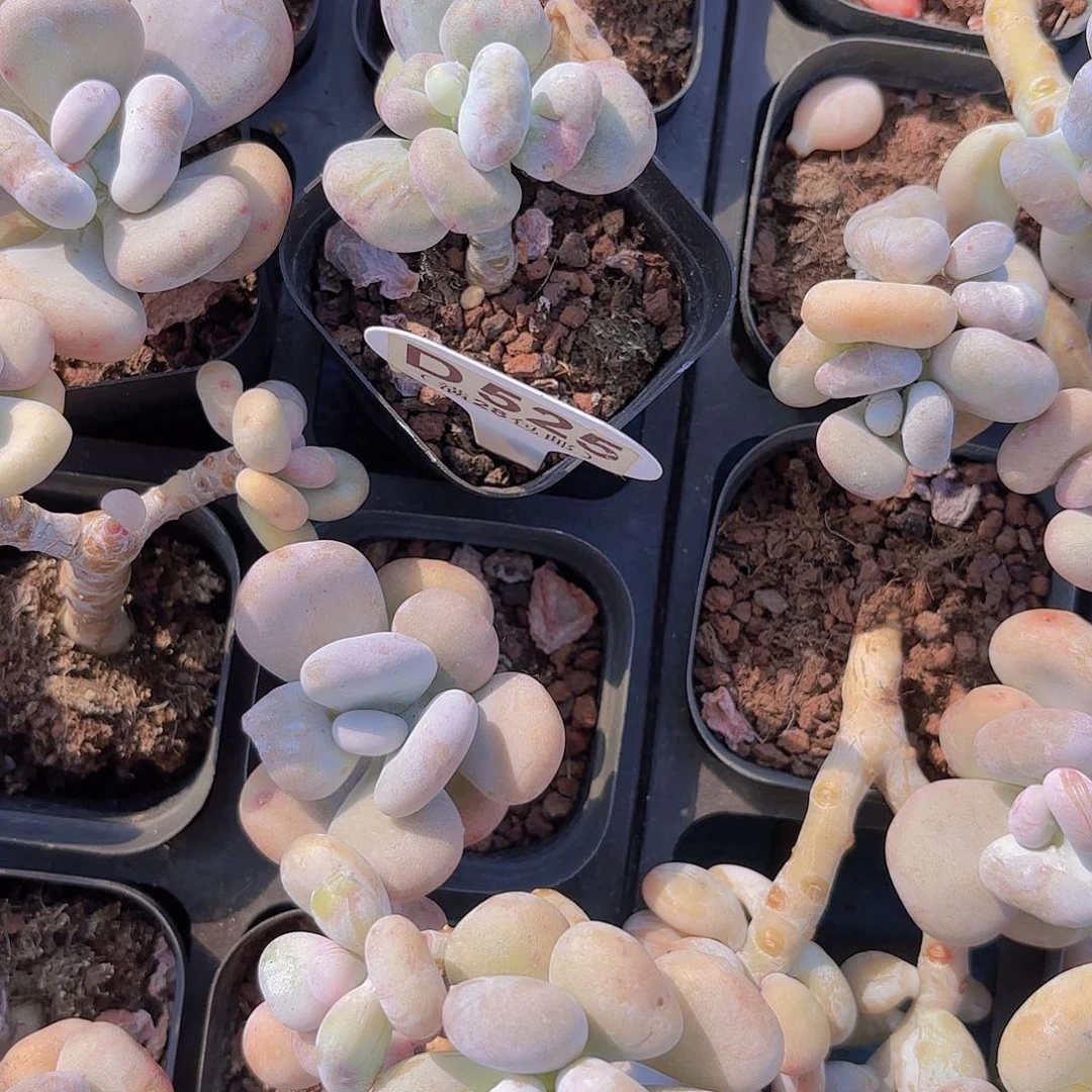 D525油煎丸子一物一拍