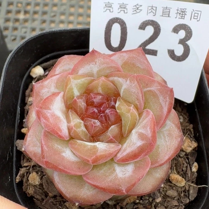 石榴籽琥珀  开播福利多肉植物