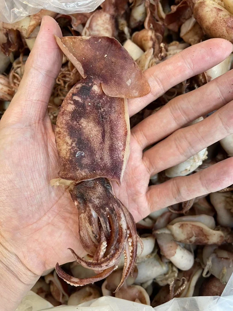 台山海兔子鱿鱼仔 鱿鱼筒新鲜鱿鱼生晒新鲜炒菜