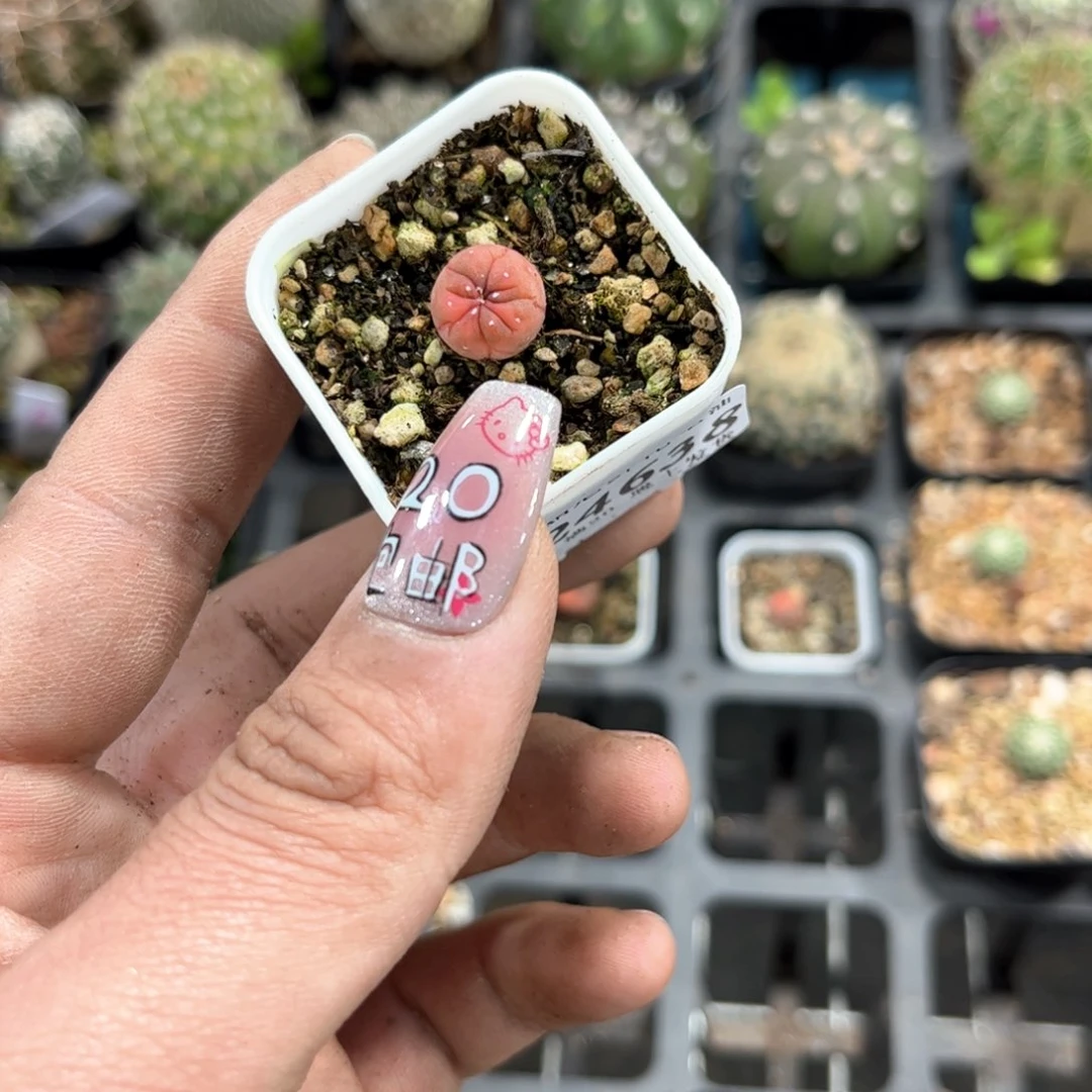 流**?24638一物一拍单头