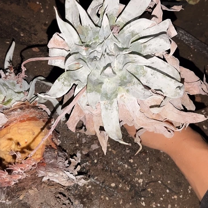 雪山2棵处理10多肉植物