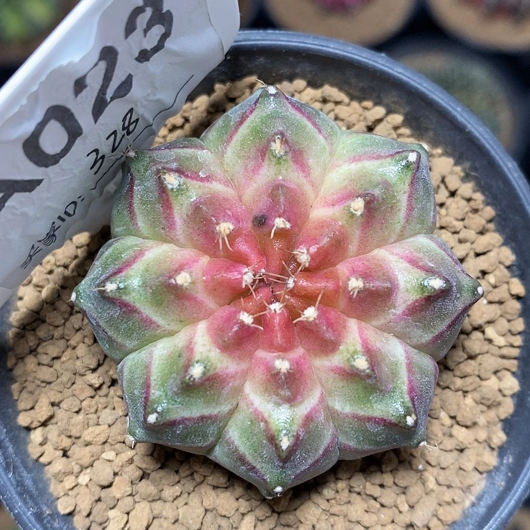 米哈仙人球轮回锦013