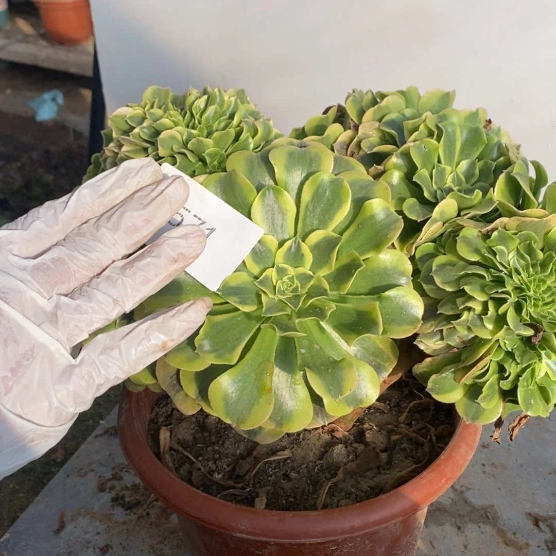 不开花植物1571号绿豆沙缀化1颗