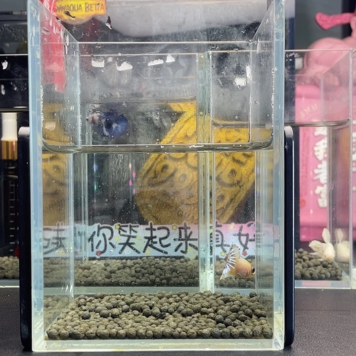 斗鱼36号925早星尾
