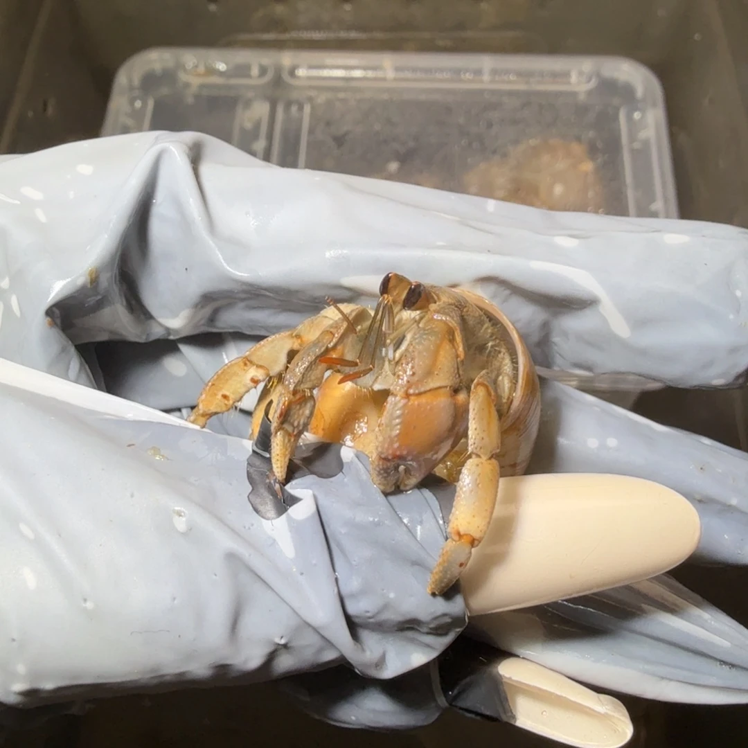 海水牧迪专拍 豆子残联