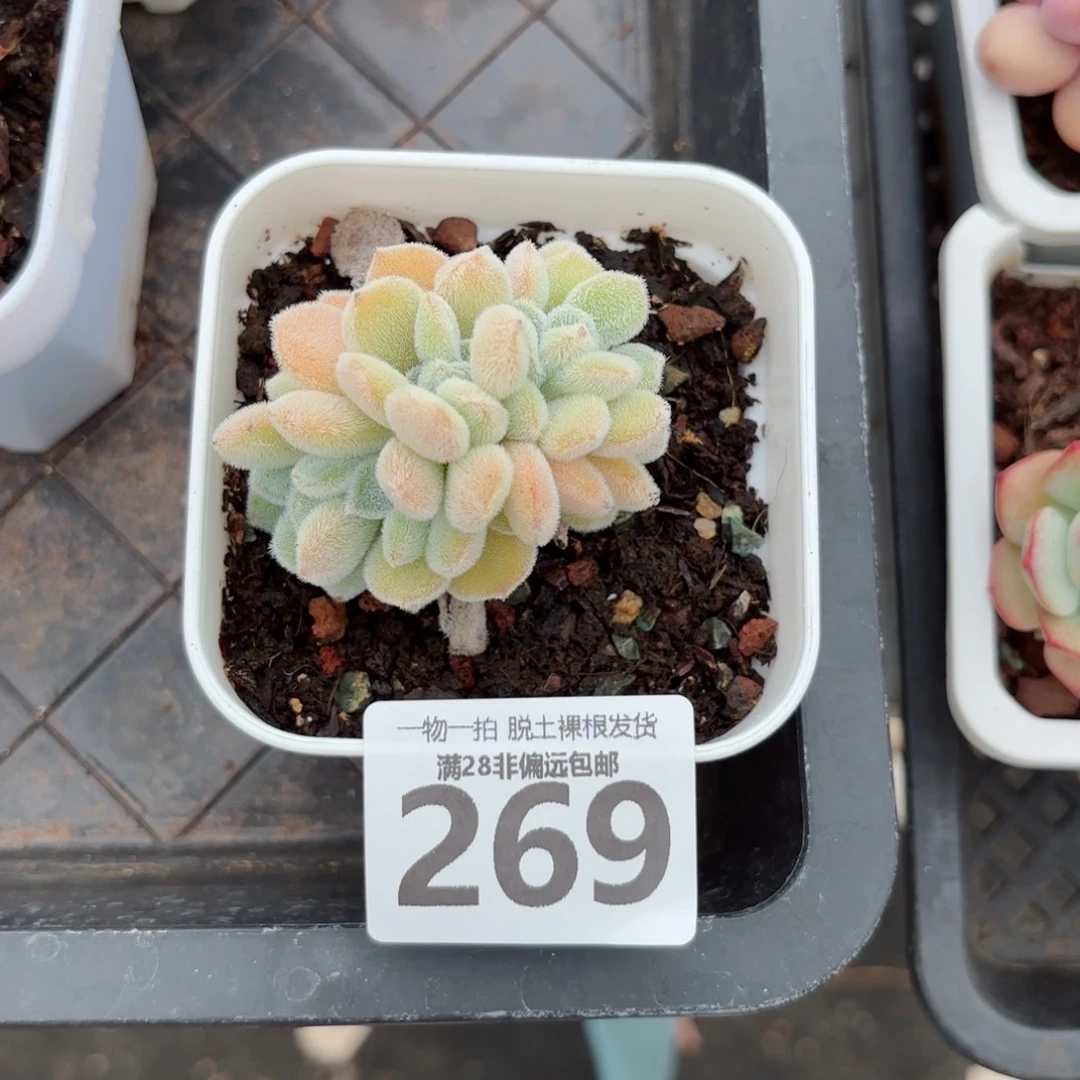 雪晃星无盆土发货