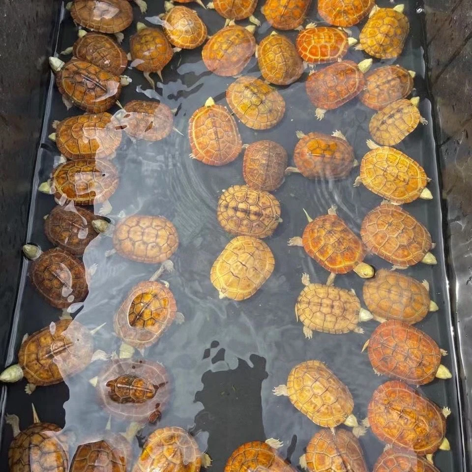 直播选龟一龟一价，物直接拍乌龟