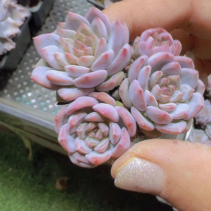 星星称群生苗19包邮