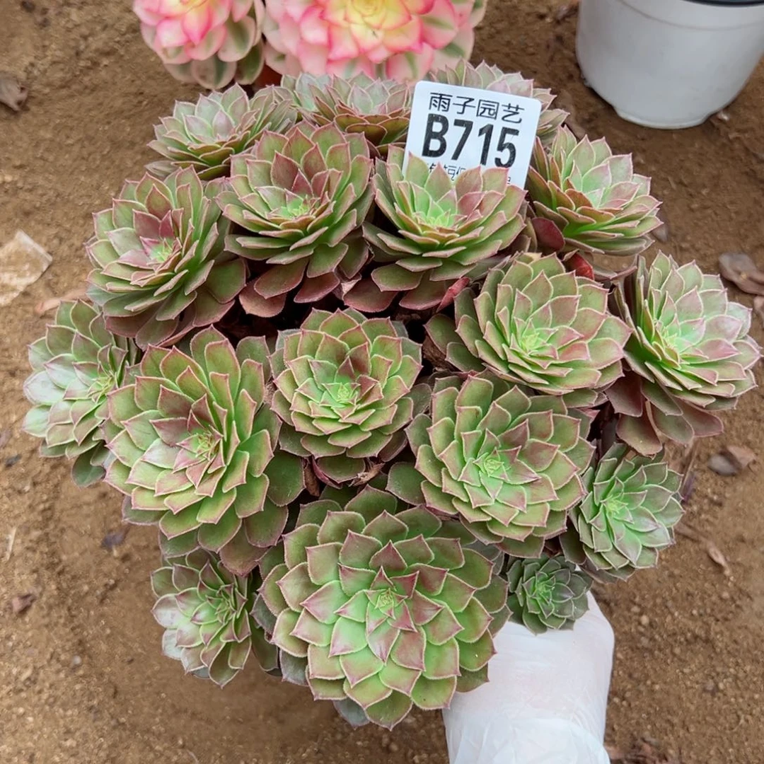 715红魔玫瑰尺寸22左右