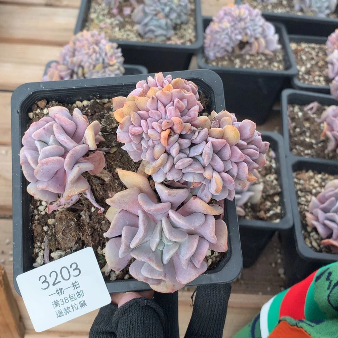 12厘米胸花雪精灵缀3203