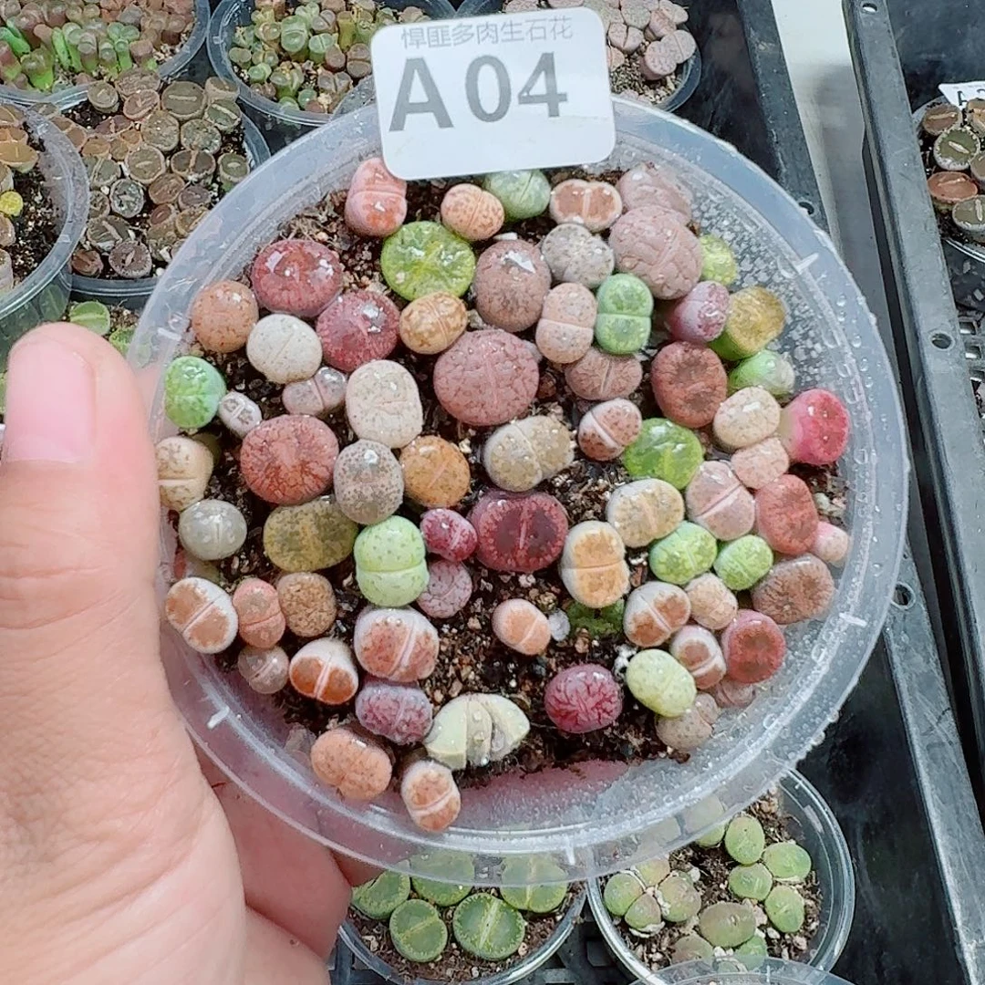 4多肉植物多肉植物