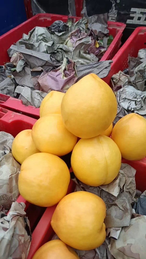 泾阳黄金油桃应季水果纯甜无毛新鲜黄肉桃子脆甜黄油桃顺丰包邮