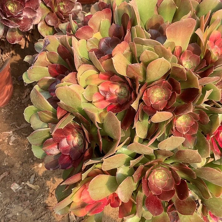 七彩多肉植物584