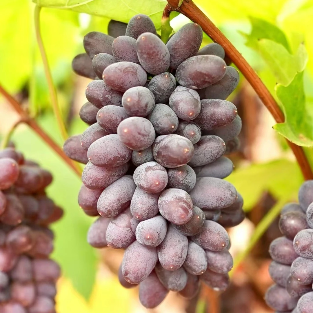 茉莉香葡萄苗庭院阳台盆栽地栽南北方种植葡萄树苗易成活果树苗木