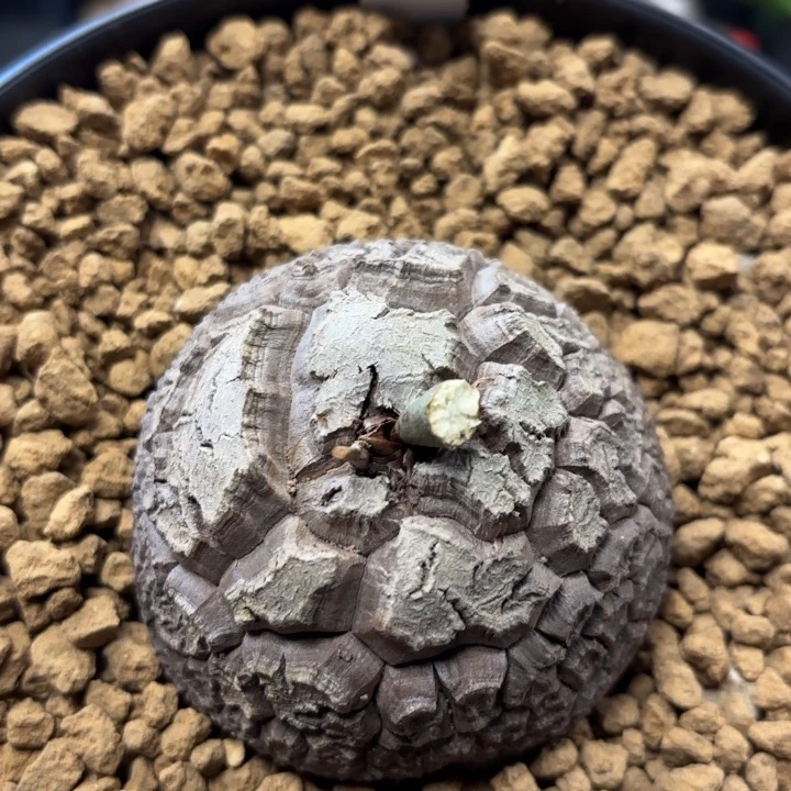 975龟甲龙不退不换