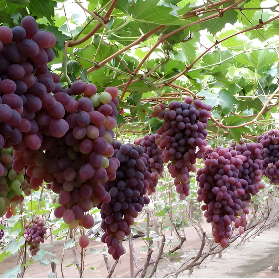 葡萄树苗《阳光玫瑰，巨峰，蓝宝石》