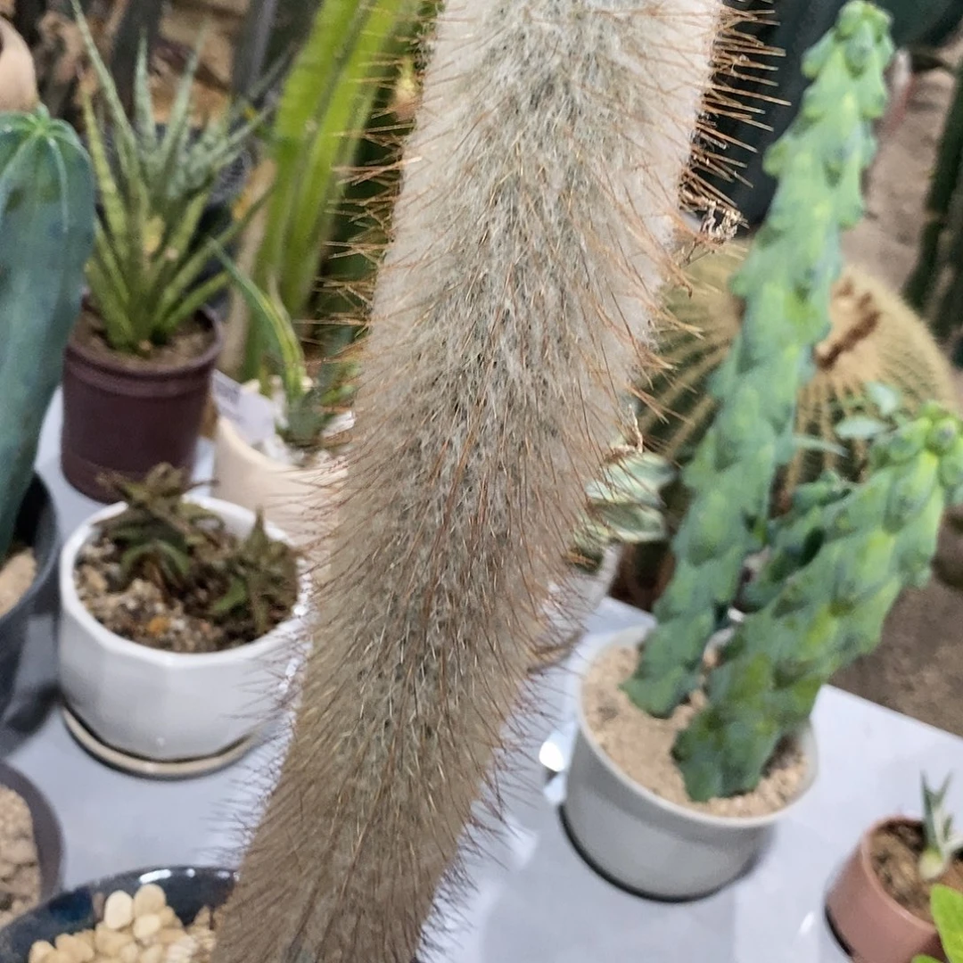 高度25公分左右。