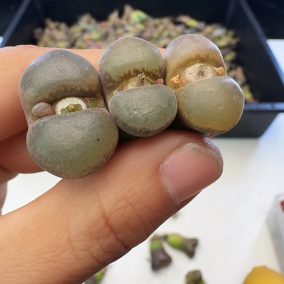 福利瑕疵风铃介意慎拍369