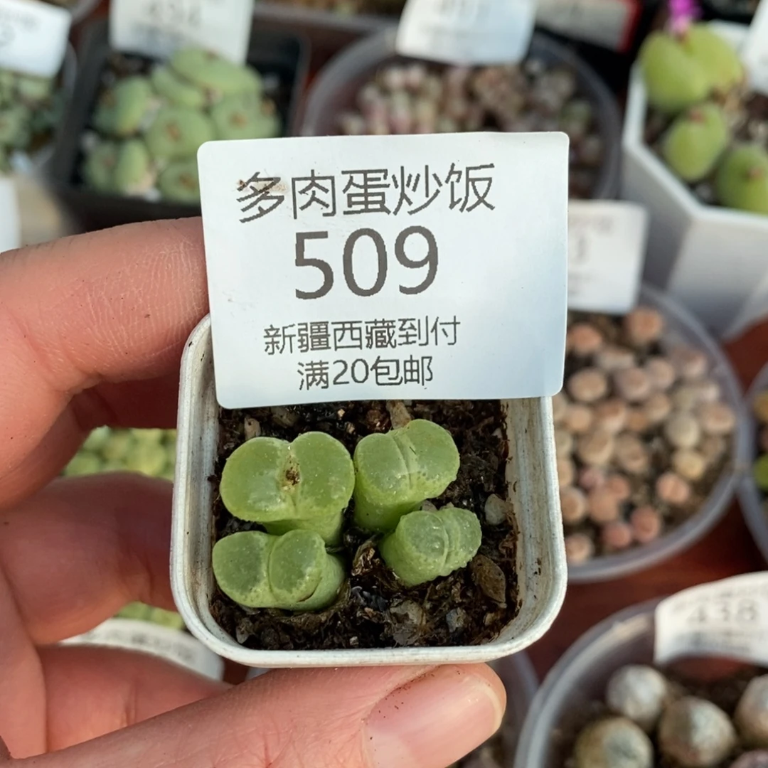 感谢您的支持，00509