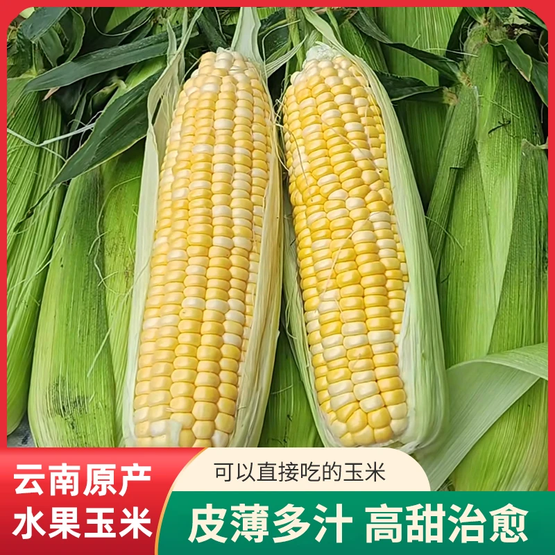 【云南太阳花鲜甜】新鲜水果玉米净重5斤带皮爆浆苞谷嫩玉米棒子