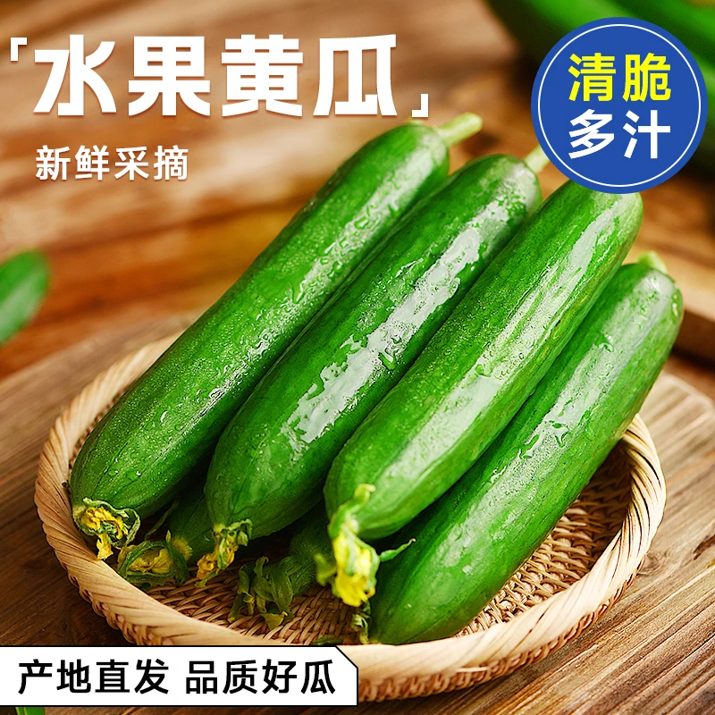【5斤整箱】现摘水果黄瓜生吃脆新鲜青瓜当季无刺小黄瓜寿光蔬菜