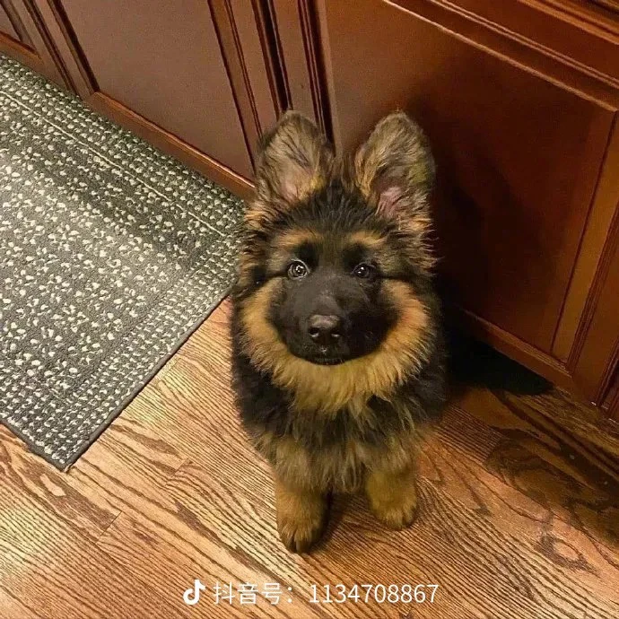 德牧西德牧羊犬黑背弓背宠物活体狗狗