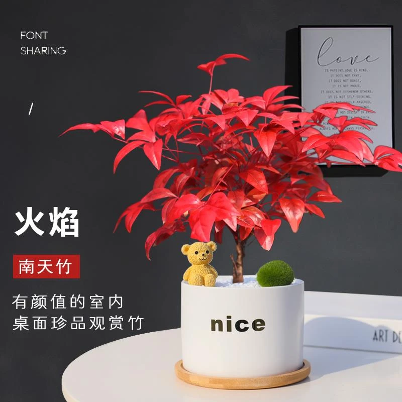 火焰南天竹盆栽冬季耐寒绿植办公室桌面四季好养小植物创意小盆景