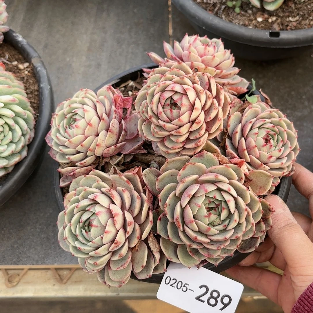 同温层多肉笨吧289