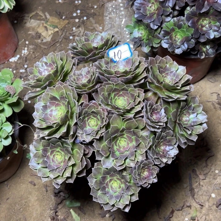 多肉植物黑魔法师10