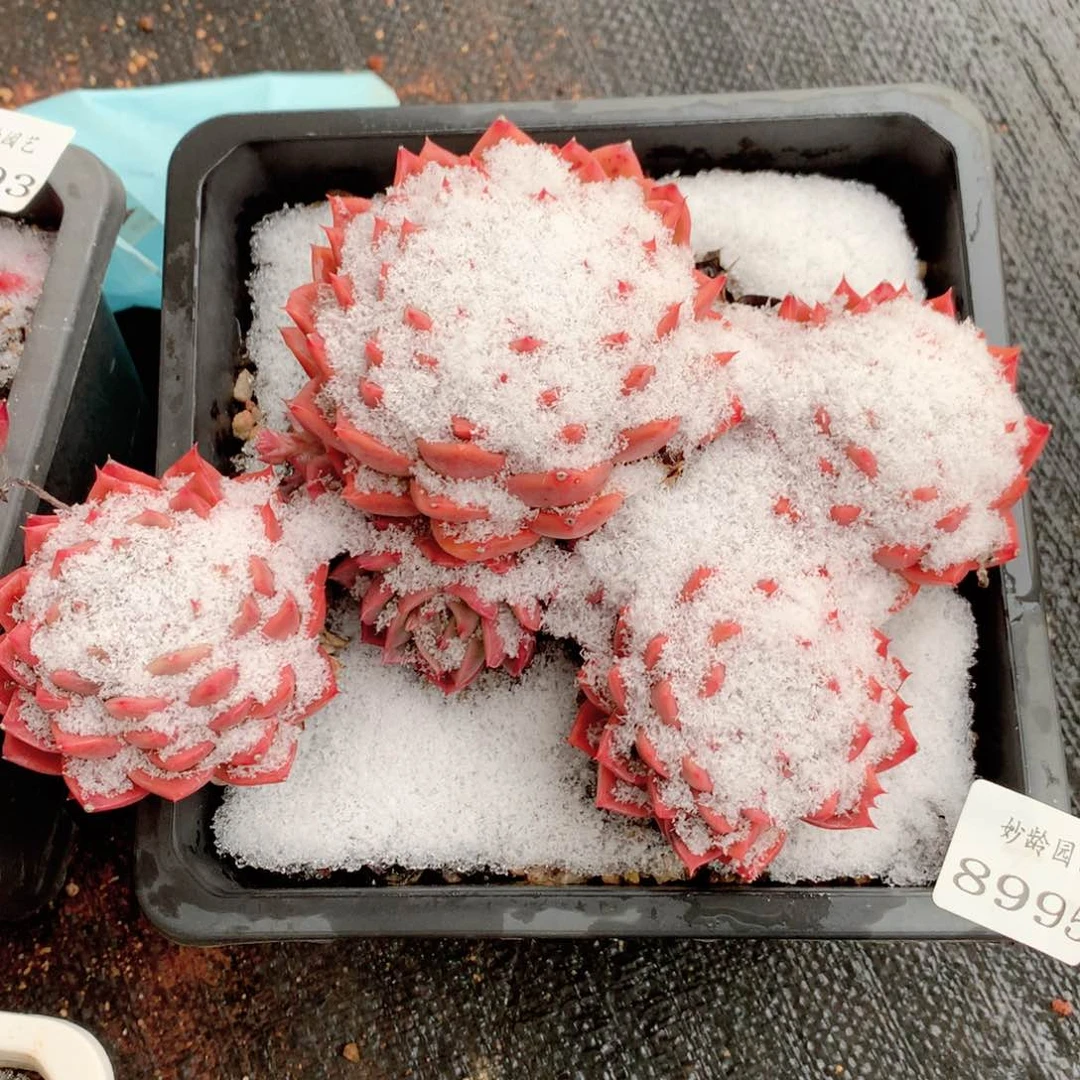 8995杂交多肉植物基地