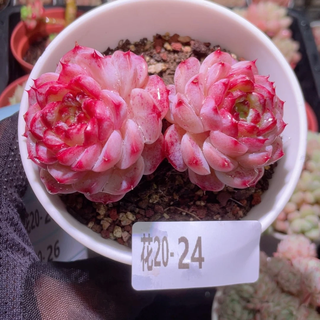 花利美20-24天鹅绒