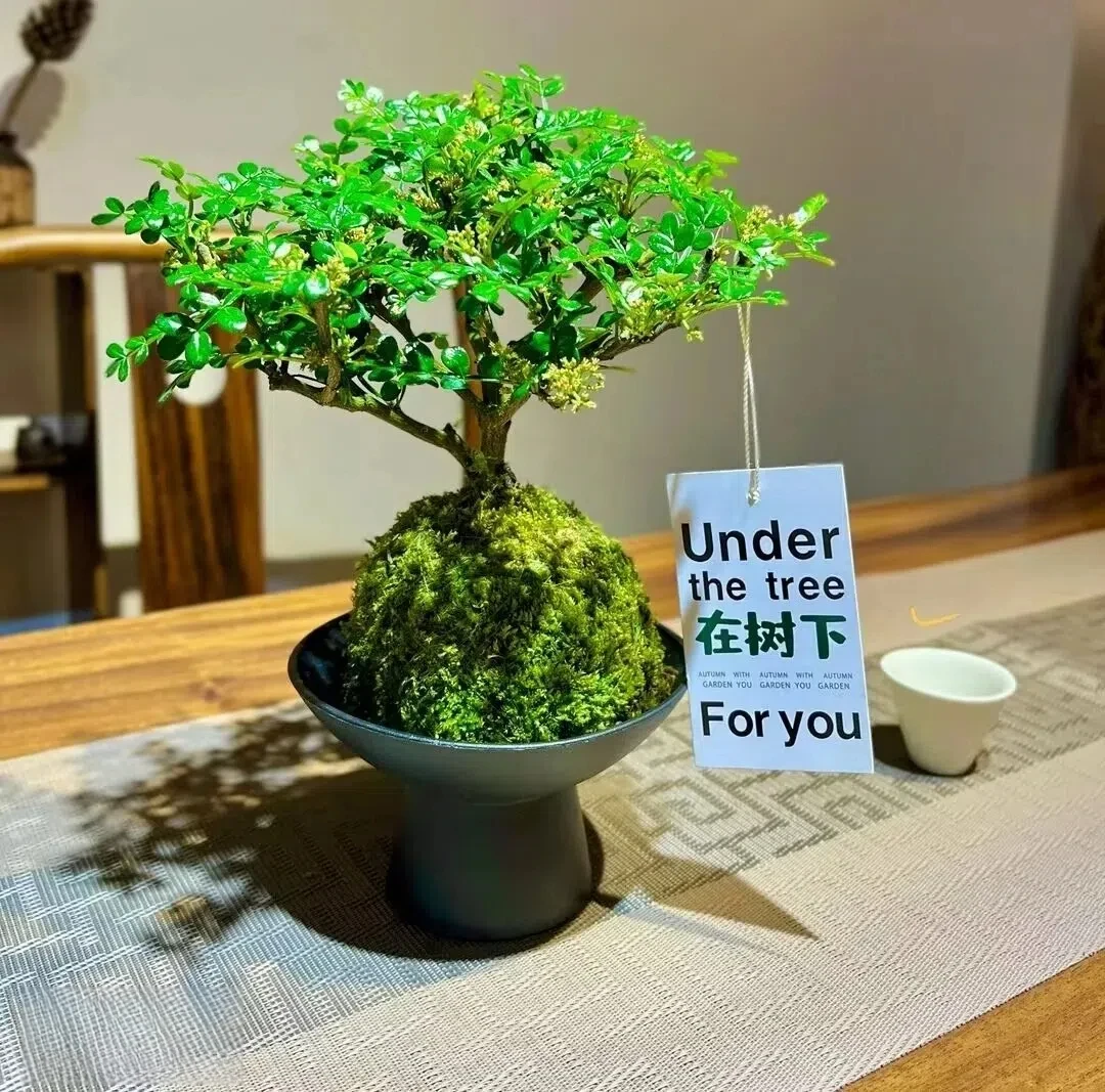 【清香胡椒木】苔藓球单杆清香胡椒木+黑色高脚树脂室内托盘